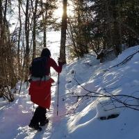 Montée dans les bois.