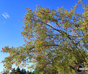 Eglantier arbre 1