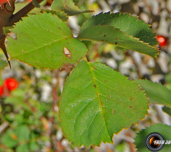 Eglantier feuilles 1