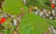 Eglantier feuilles 1