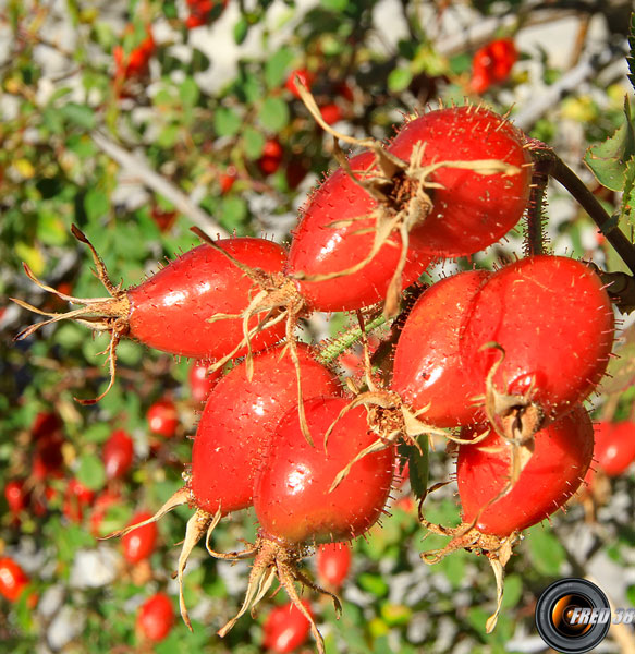 Eglantier fruits 1