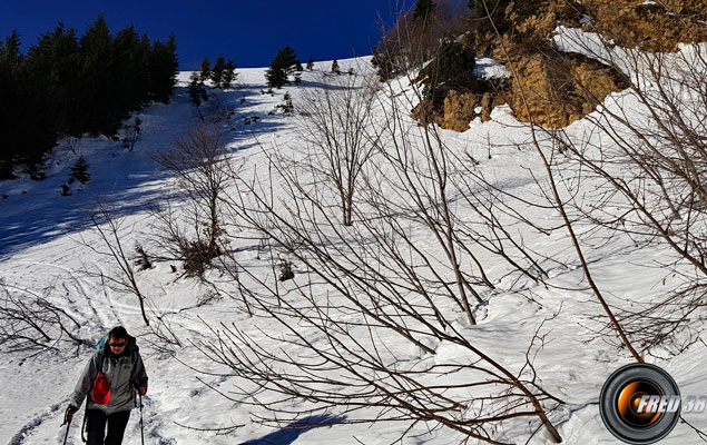 Petit couloir d'avalanche.