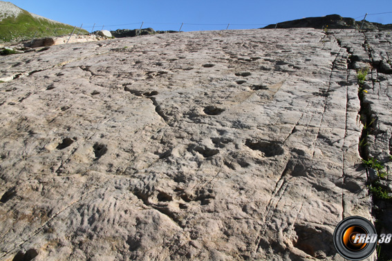 Les traces de pas des dinosaures.