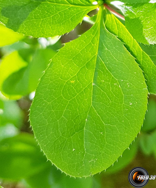 Epine vinette feuilles