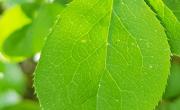 Epine vinette feuilles