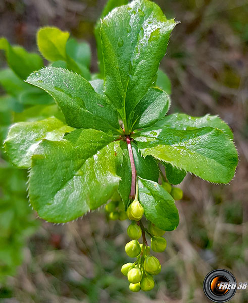 Epine vinette fleurs