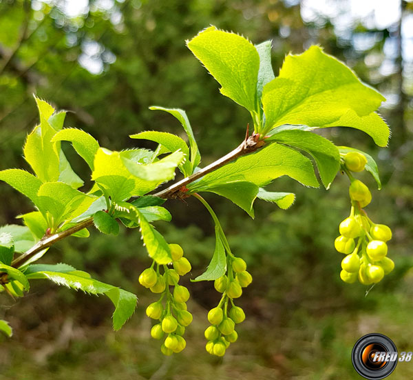 Epine vinette fleurs2