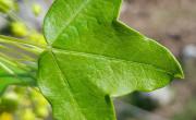 Erable de montpellier feuilles