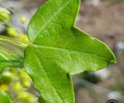 Erable de montpellier feuilles