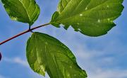 Erable frene feuilles