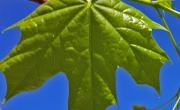 Erable plane feuille