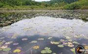 Etang de chaligneux photo