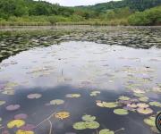 Etang de chaligneux photo