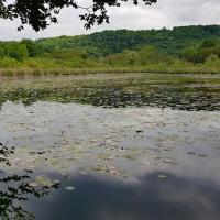 Etang de Chaligneu
