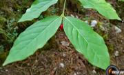 Fusain a larges feuilles feuilles