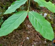 Fusain a larges feuilles feuilles