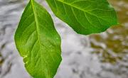Fusain feuilles