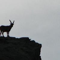 Bouquetins sur l'itinéraire.