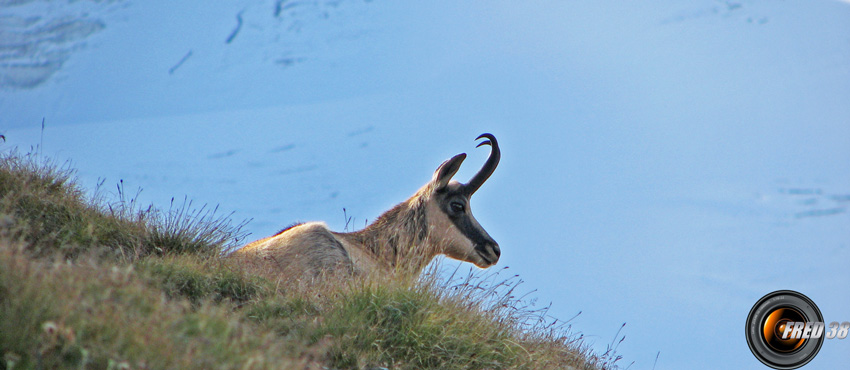 Chamois sur l'itinéraire.