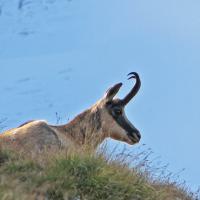 Chamois sur l'itinéraire.