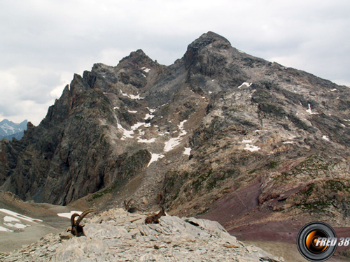 Le massif est fréquenté par de nombreux bouquetins