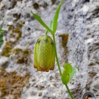 Fritillaire