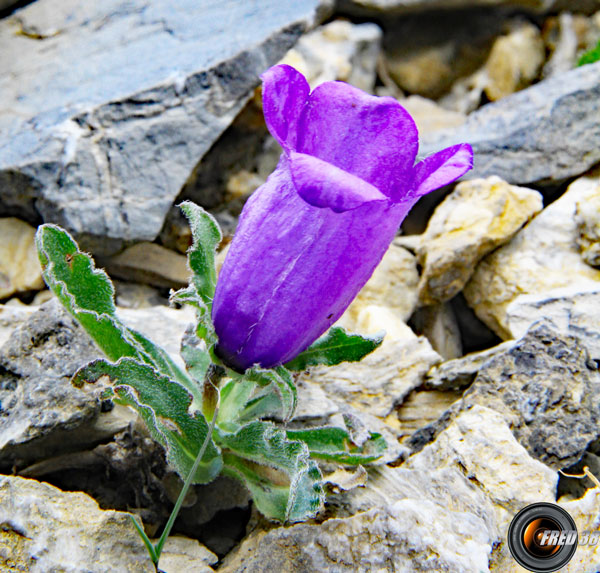 Campanule des Alpes