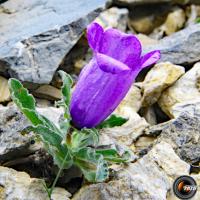 Campanule des Alpes