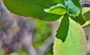 Groseiller a maqueraux feuilles