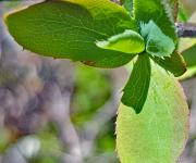 Groseiller a maqueraux feuilles