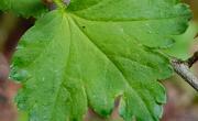 Groseiller feuille