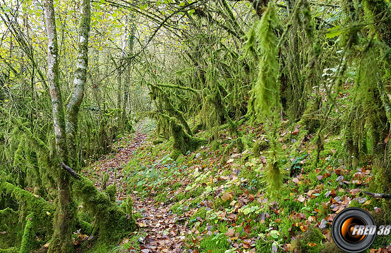 Montée dans les buis morts.