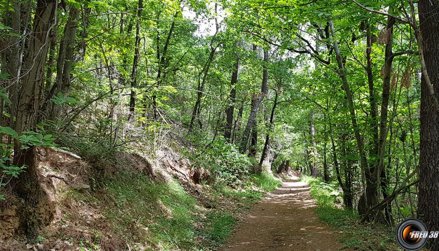 Randonnée sous les chaitaigners.