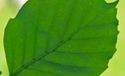 Hetre feuilles