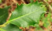 Houx feuille