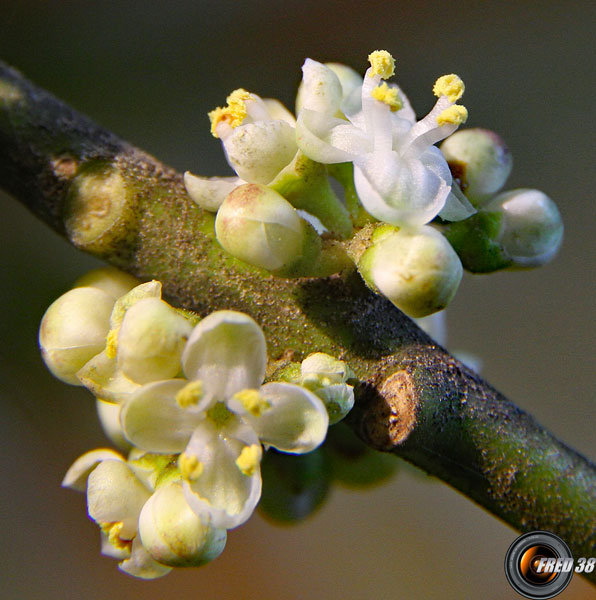 Houx fleurs