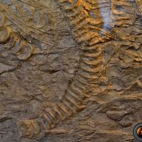 Les restes fossilisés d’ichtyosaure.