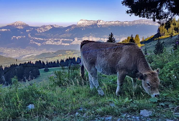 Belle vue sur la Chartreuse.