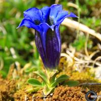 Gentiane alpine