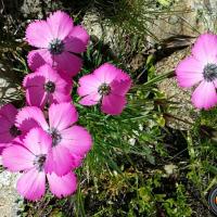 oeillets