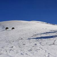 Arrivée dans l'alpage.