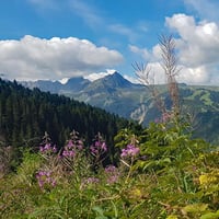 Sortie des bois et vue sur le col du Joly.