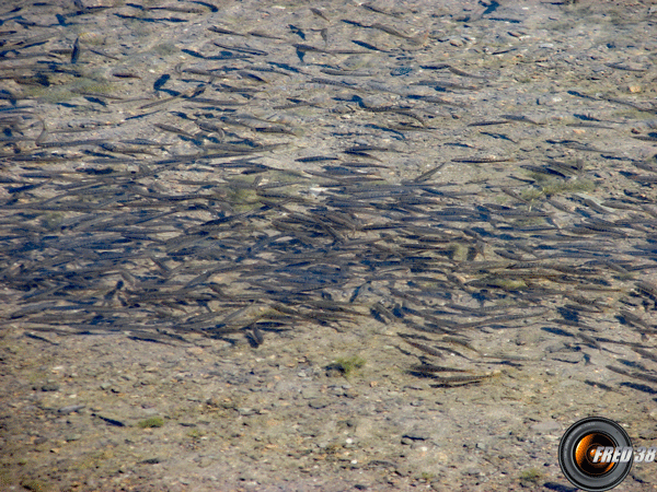 Lac très poissonneux.