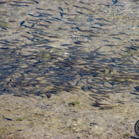 Lac très poissonneux.