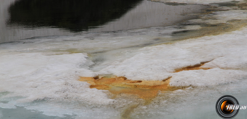 Accumulation de pollens à la surface du lac.