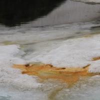 Accumulation de pollens à la surface du lac.