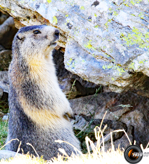 Marmotte près du lac.