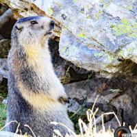 Marmotte près du lac.