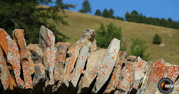 Les marmottes sont omniprésentes lors de la montée.