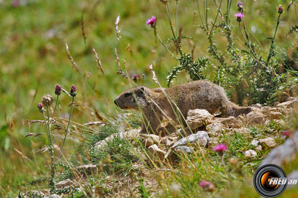 Les marmottes sont omniprésentes lors de la montée.